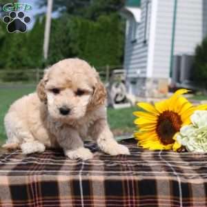 Benson, Mini Goldendoodle Puppy